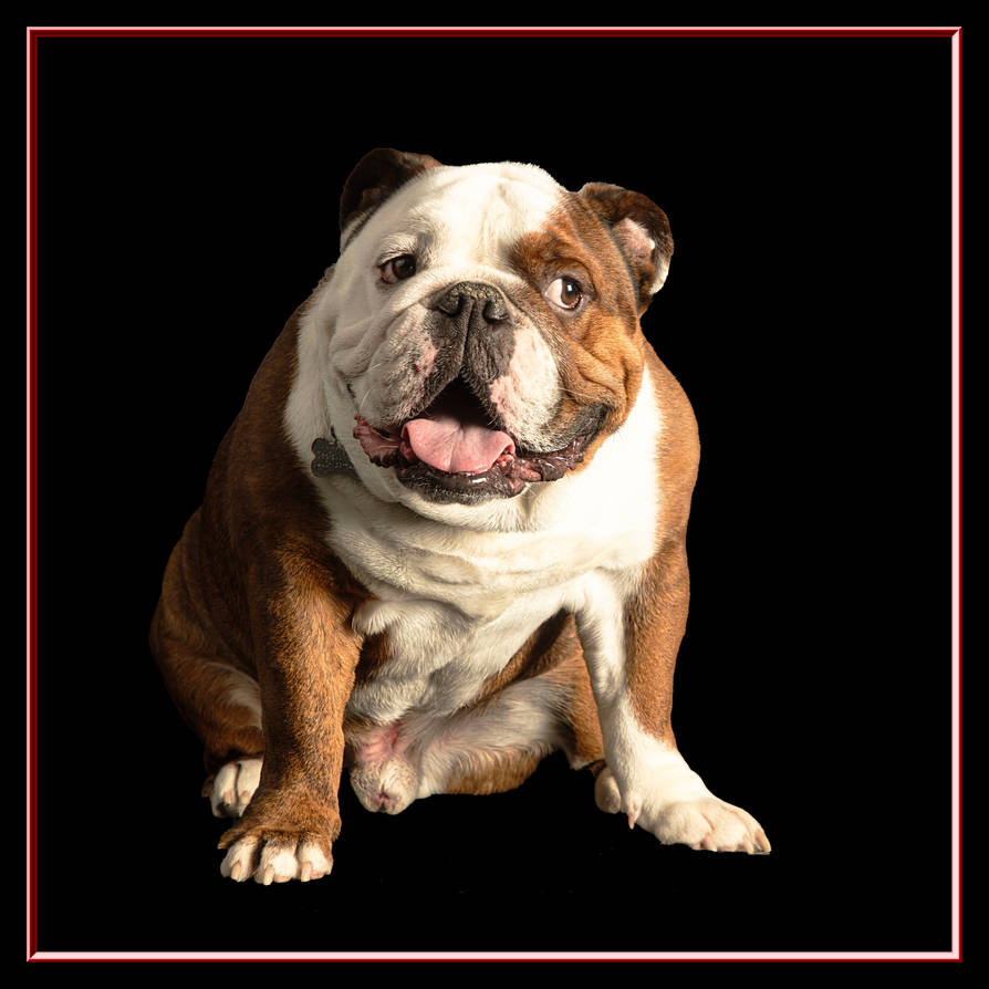 Dawg by spitting-to-windward on DeviantArt