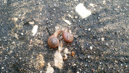 Life of Snails