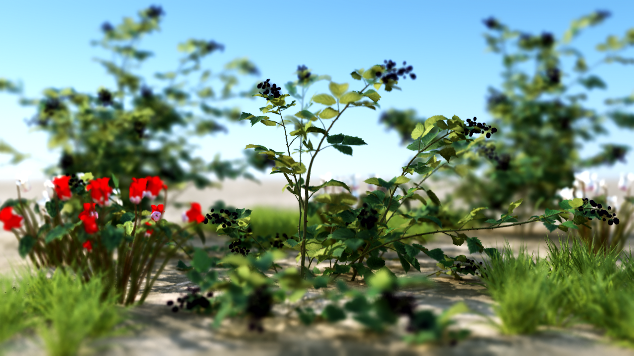 Blueberries depth of field 1