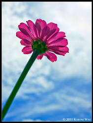 Pink Daisy