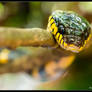 Mangrove Snake