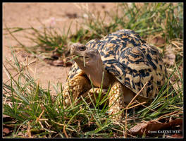 Shellock: Grass Time