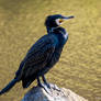 Great Cormorant