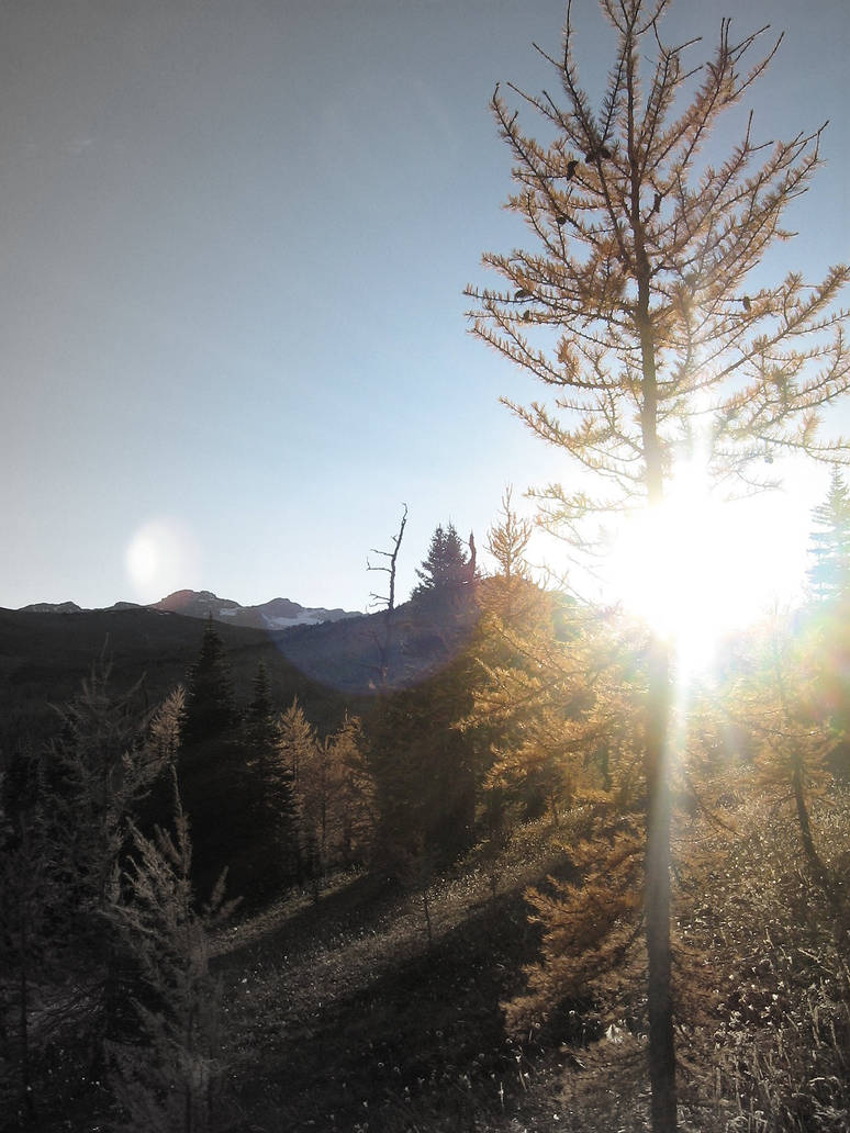 Sentinel by StarlitHour77 on DeviantArt