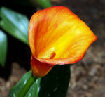 Flower - Orange and Red Calla Lilly in the Garden by figurephenatix