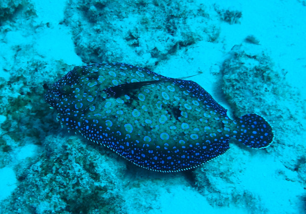 Blue Ringed Flounder Purple and Blue Flounder by figurephenatix on DeviantArt