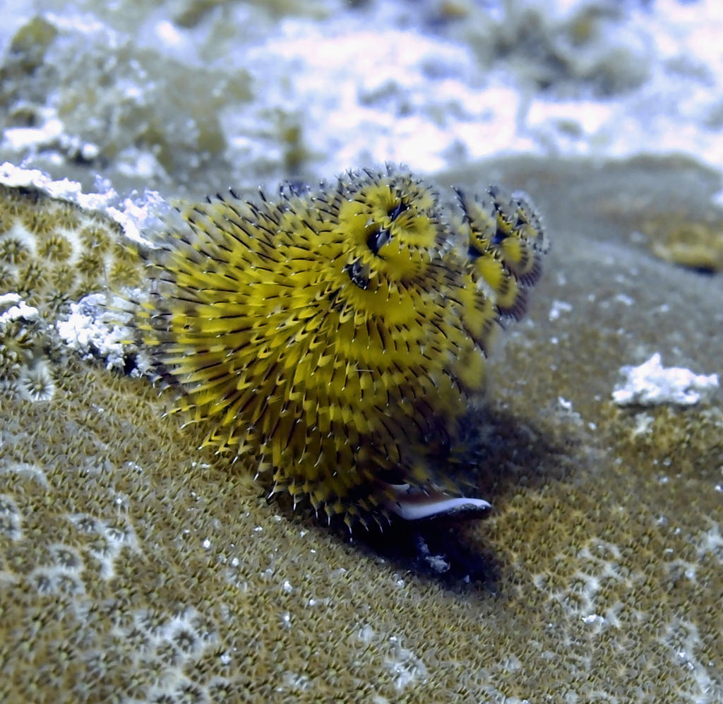 Christmas Tree Worm