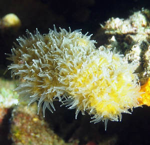 Star Coral Feeding by figurephenatix Star Coral Feeding by figurephenatix