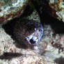 Black and White Spotted Moray Eel