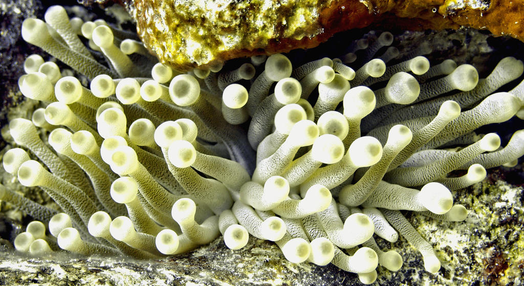 2015 - Bon - Yellow Sea Anemone by figurephenatix