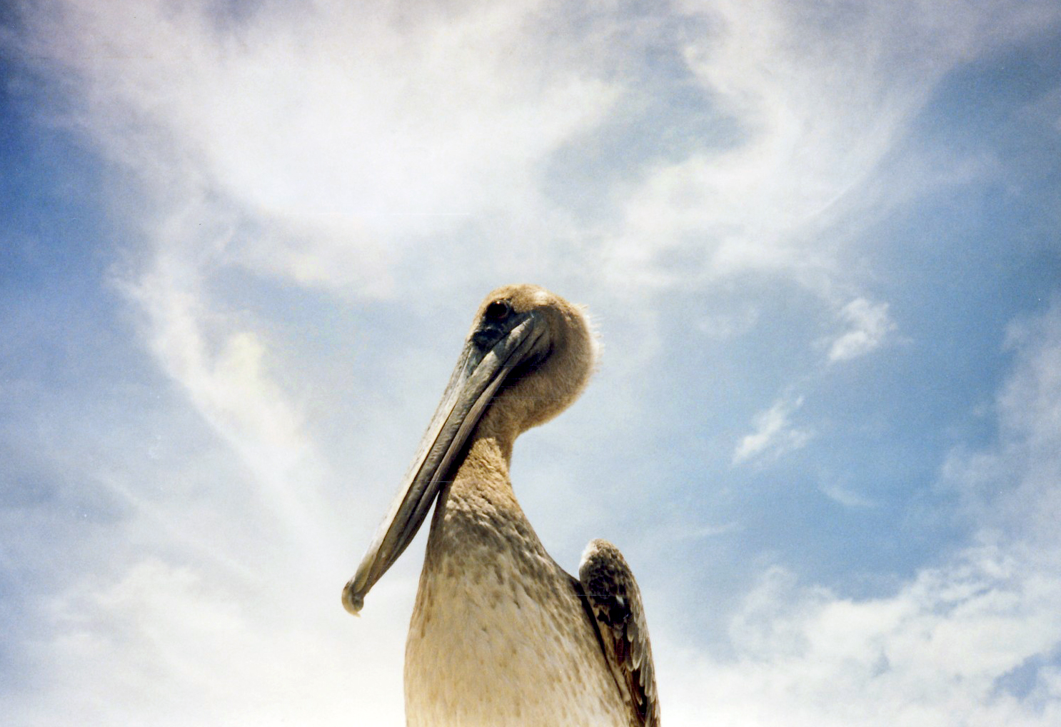 Proud Pelican