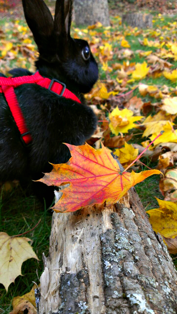 Autumn colors and bunny ears