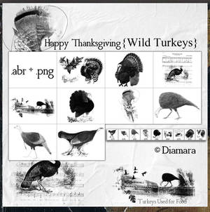 HappyThanksgivingWildTurkeys