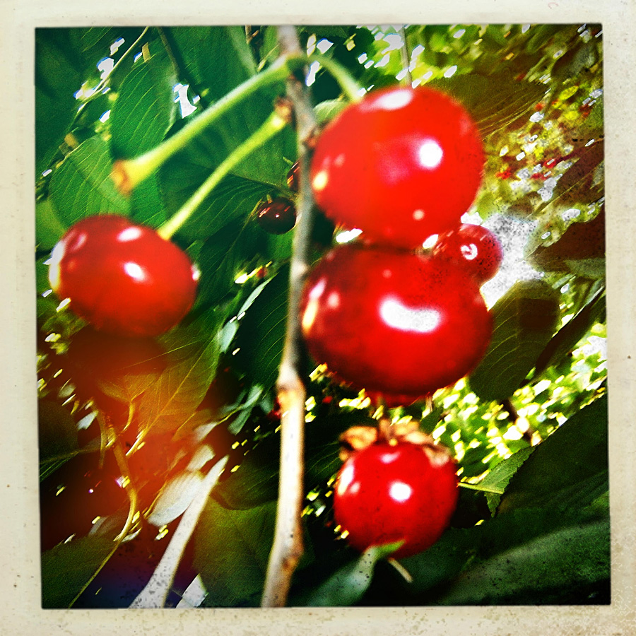 Cherries