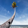 coconut tree