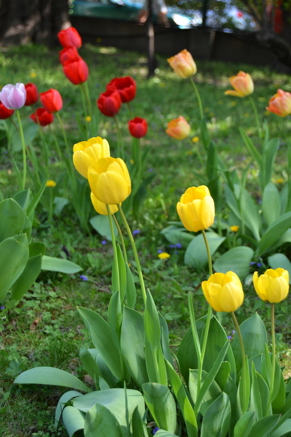 Tulips