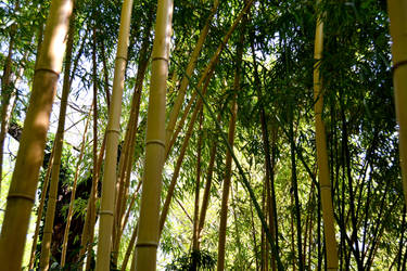 Bamboo