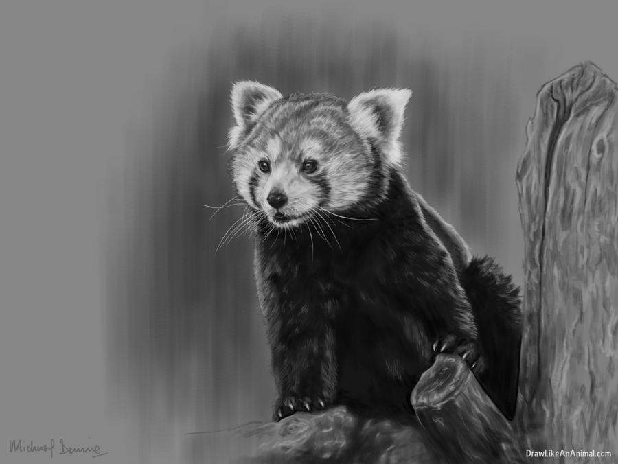 Red Panda Figure Drawong By DrawLikeAnAnimal On DeviantArt red-panda-figure-drawong-by-drawlikeananimal-on-deviantart