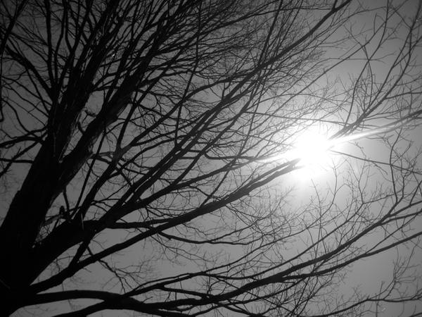 Emo Tree Emo tree. by hollisterbabejm on DeviantArt