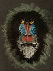 Baboon