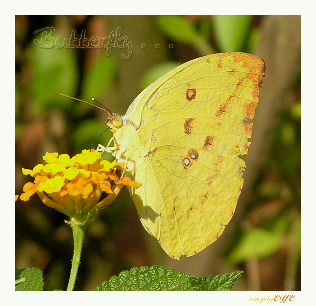 Yellow butterfly