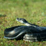 Grey Coiled Again