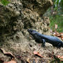Black King's Skink