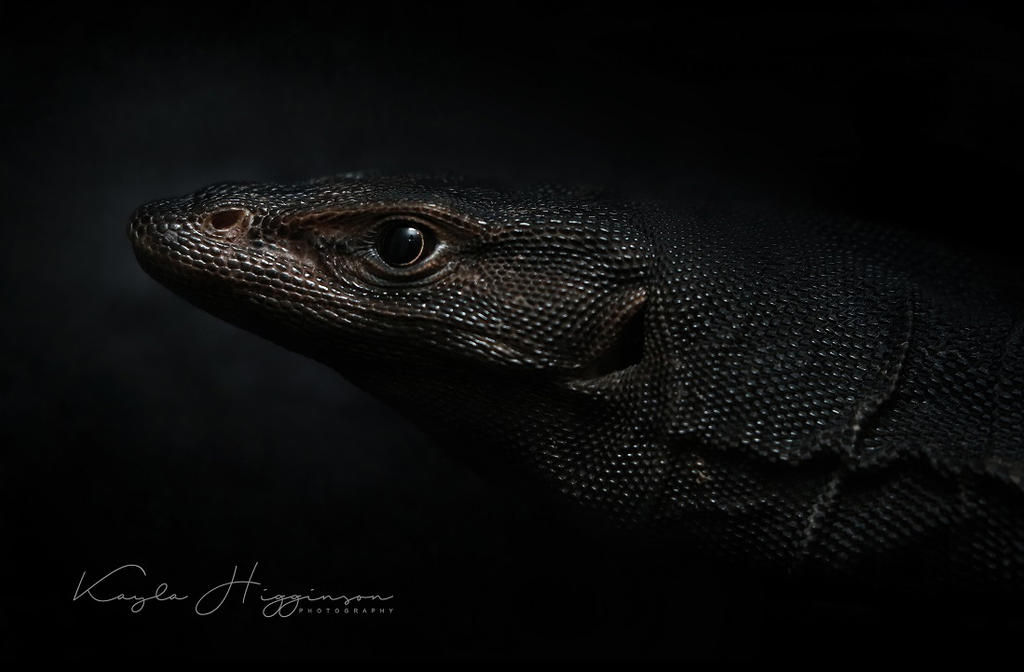 Mourning Goanna