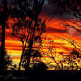 Fire in the Trees
