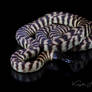Black Headed Python Reflection