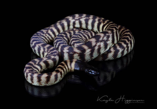 Black Headed Python Reflection