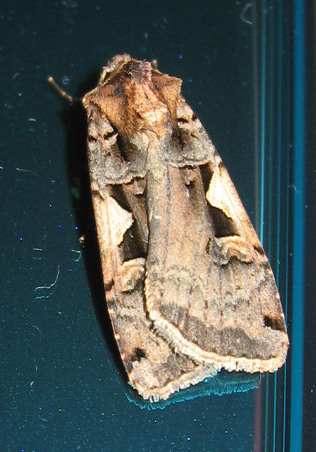 Moth Top 3DS Moth - top view by nekosnap on DeviantArt