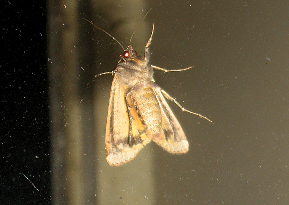 Window Moth Window Moth 1 by nekosnap on DeviantArt