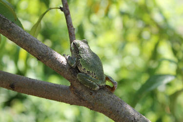 Tree Frog