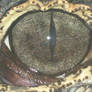 Oeil de crocodile