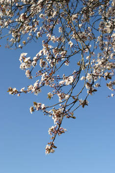 ..plum blossom..