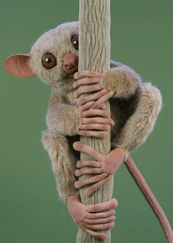 Oggy the Tarsier