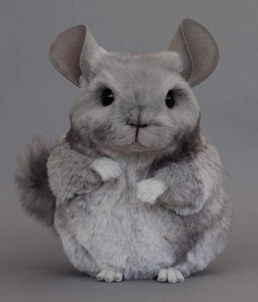 Ollie the Chinchilla