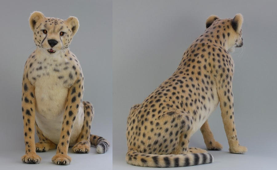 Masozi the Cheetah by LisaAP Masozi the Cheetah by LisaAP