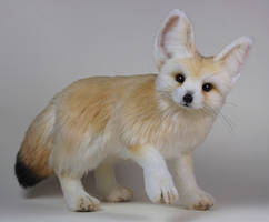 Fennec Fox