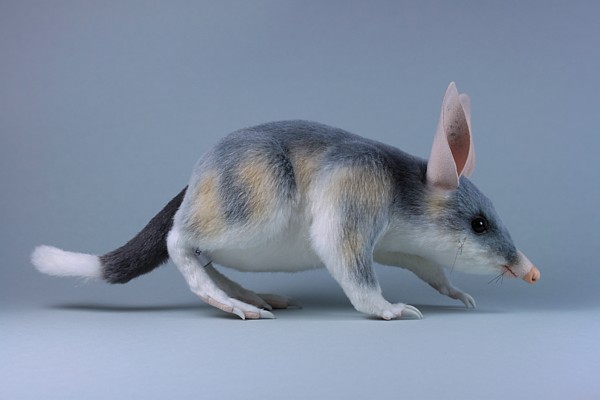 Ninu the Bilby