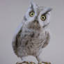 Eastern Screech owl