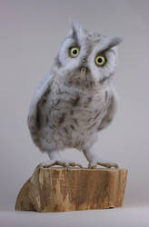 Eastern Screech owl