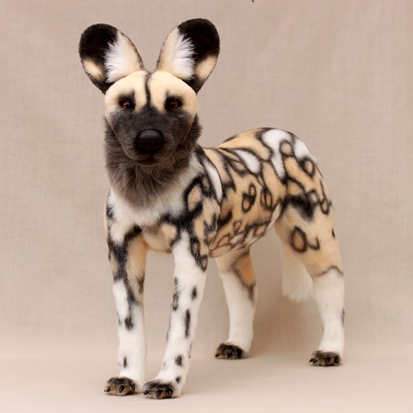 African wild dog