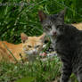 couple cat (Nikon L310)