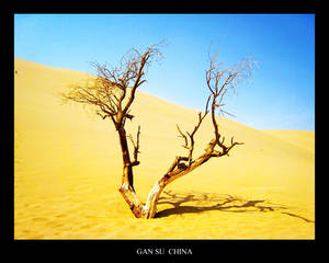 dead tree in a desert