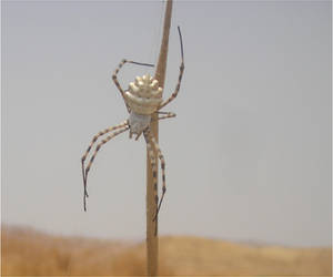 the sand spider