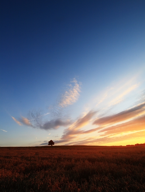 The lone Tree