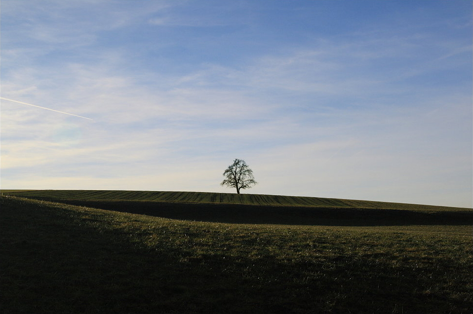 Open field