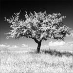 Spring Tree by Osiris81